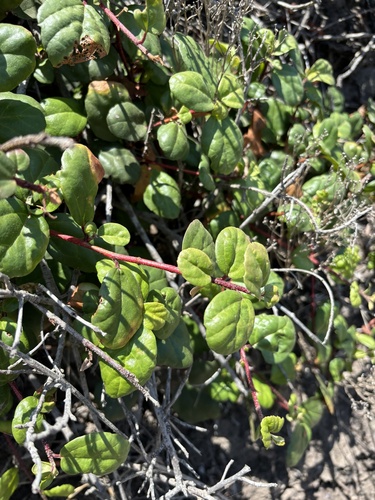 Ribes viburnifolium