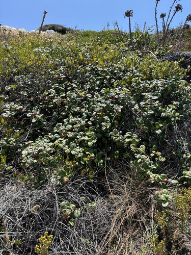Ribes viburnifolium