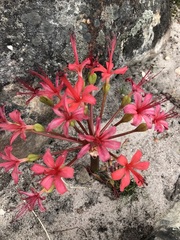 Brunsvigia marginata