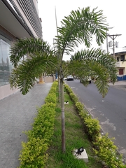 Arecaceae