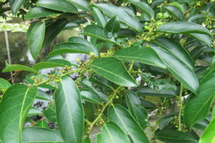 Glochidion lanceolatum