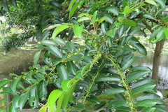 Glochidion lanceolatum