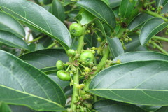 Glochidion lanceolatum