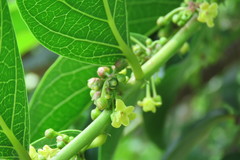 Glochidion lanceolatum