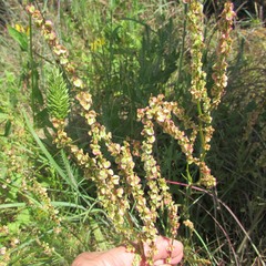 Rumex hastatulus