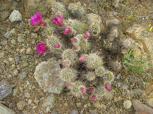 kaktus echinocereus Real Live Succulent Cactus Plant : Echinocereus rigidissimus var.  rubrispinus Rainbow Hedgehog