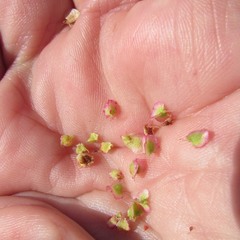 Rumex hastatulus