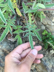 Phacelia egena