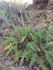 Phacelia egena