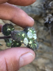 Phacelia egena