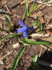 Scilla siberica