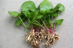 Ficaria verna calthifolia