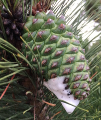 Aphrophora canadensis