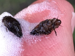 Aphrophora canadensis