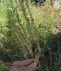 Rumex hastatulus