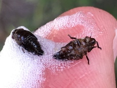 Aphrophora canadensis