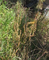 Rumex hastatulus