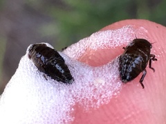 Aphrophora canadensis