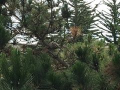 Aphrophora canadensis