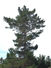 Aphrophora canadensis