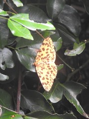 Epobeidia tigrata tigrata