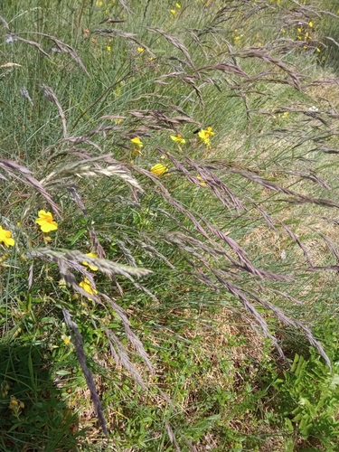 field fescue (Festuca arvernensis)
