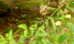 Leucauge