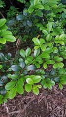 Ilex maximowicziana