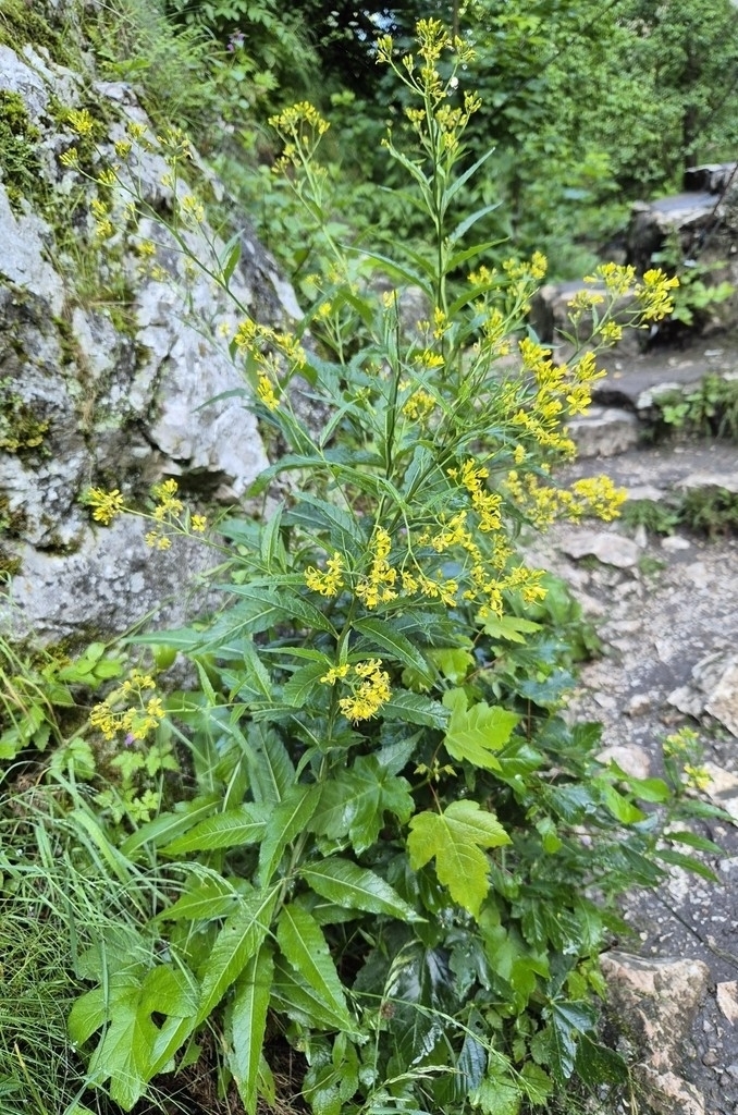 Sisymbrium strictissimum (Sisymbrium strictissimum)
