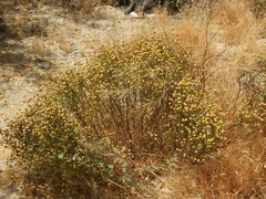 Oncosiphon pilulifer