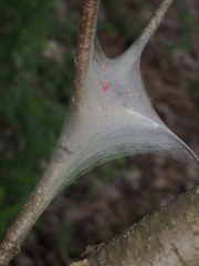 Malacosoma americana