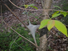 Malacosoma americana