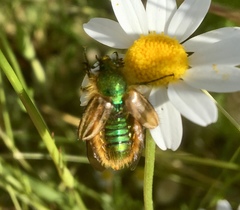 Eulasia pareyssei