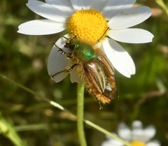 Eulasia pareyssei