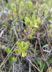 Lonicera caerulea cauriana