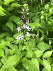 Iodanthus pinnatifidus