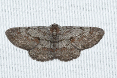 Iridopsis vellivolata