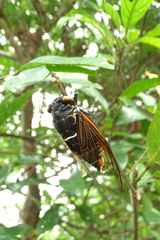 Cryptotympana mandarina