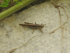 Stenocatantops mistshenkoi