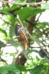 Cryptotympana mandarina