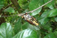 Cryptotympana mandarina