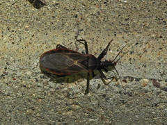 Triatoma