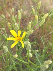 Crepis occidentalis