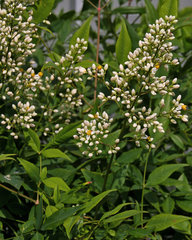 Nandina domestica