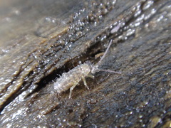 Pogonognathellus dubius