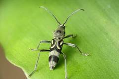 Chlorophorus macaumensis