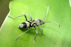 Chlorophorus macaumensis