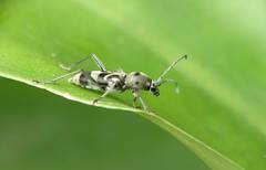 Chlorophorus macaumensis