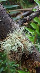 Usnea flavocardia