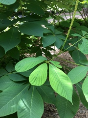 Aesculus parviflora